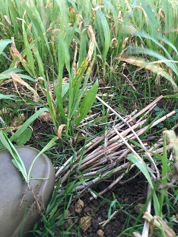 Photo 2: New seedlings attempting to establish und