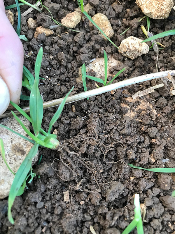 The pluck test demonstrates this seedlings does 