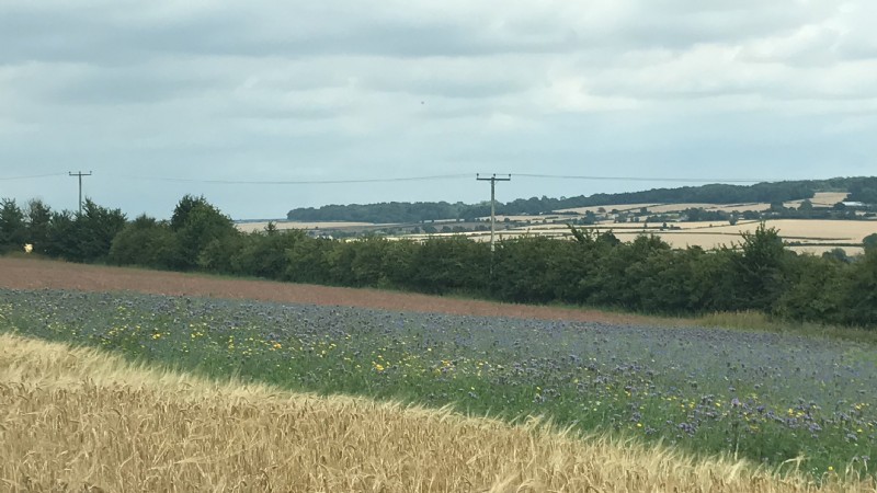 Bumblebird plot in the foreground