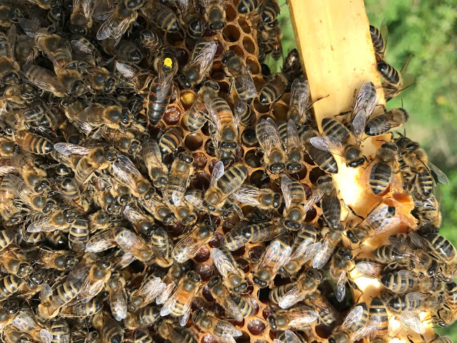 See if you an spot the queen in this image See if you an spot the queen in this image