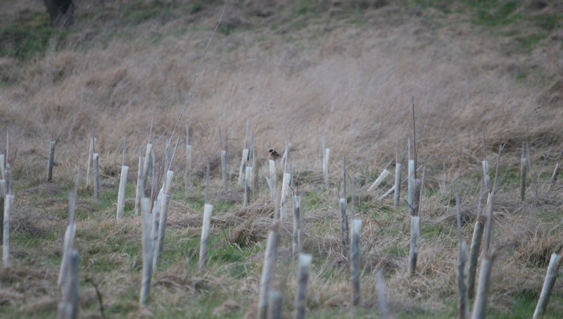 Stonechat Stonechat