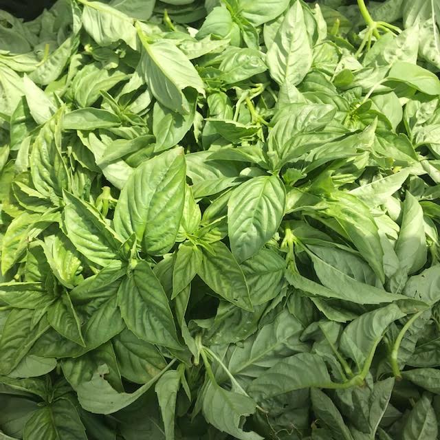 Honeydale basil