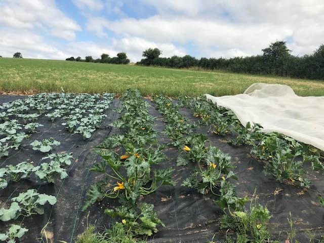 Courgettes