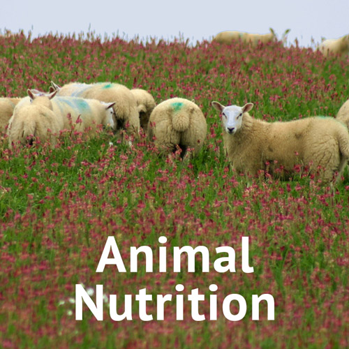 Animal Nutricion