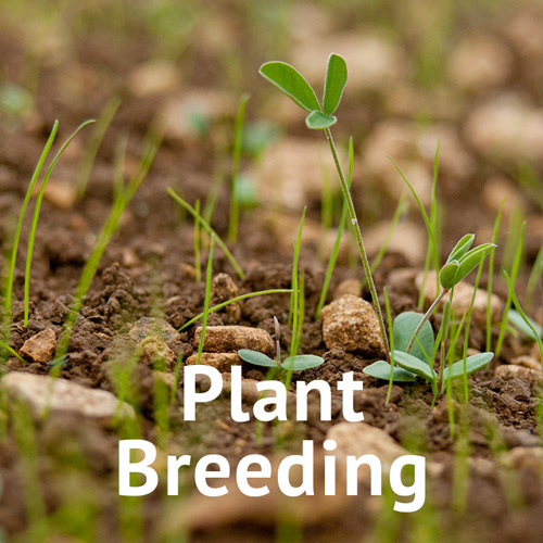 Plant Breeding