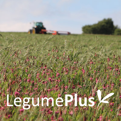 LegumePlus