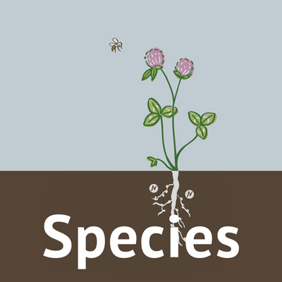 Species