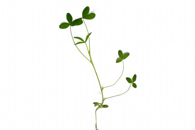 Berseem Clover | Species Information