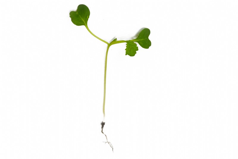 Forage Rapeseed Forage Rape | Species Information