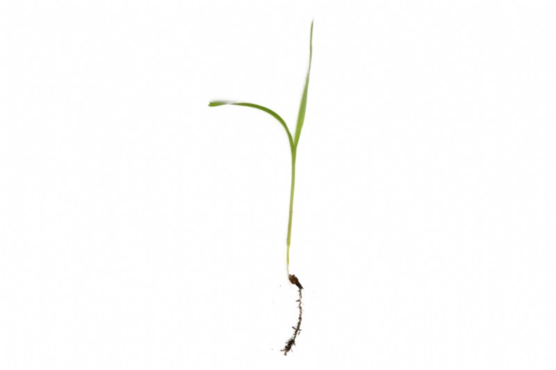 Reed Millet | Species Information