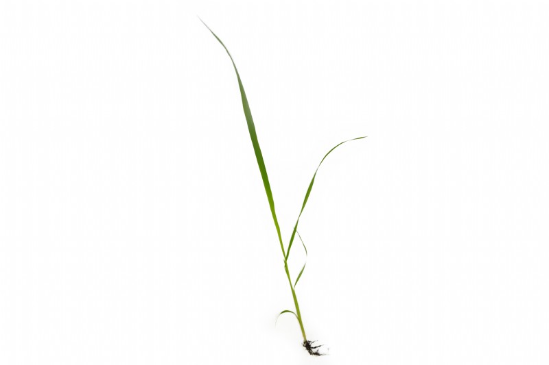 Reed Millet | Species Information