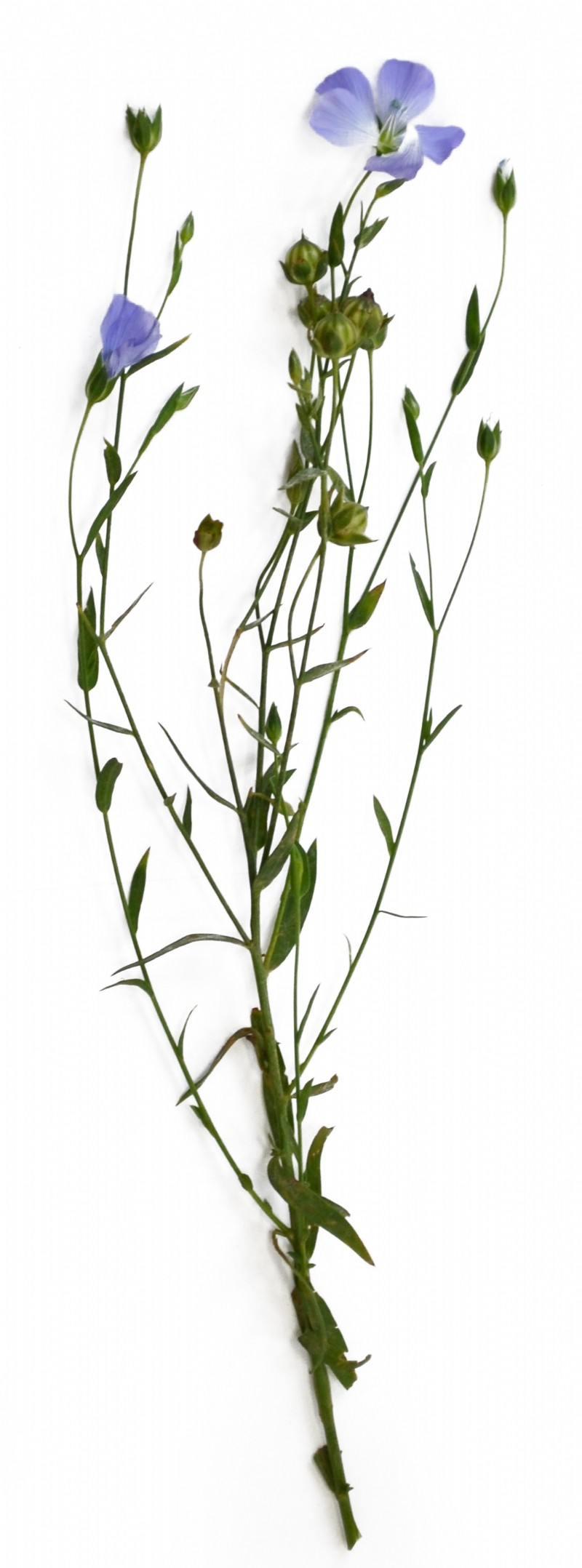 Featured image of post Steps to Prepare Brown Linseed Plant