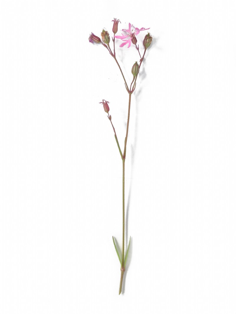 Ragged Robin | Species Information