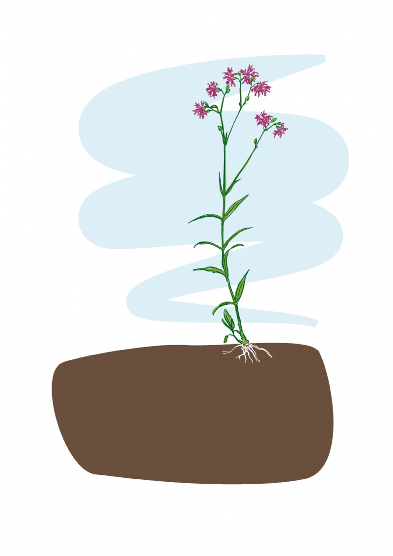 How Make A Ragged Robin Ragged Robin | Species Information