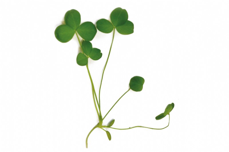 red leaf clover plant