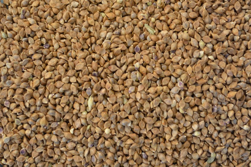 Reed Millet | Species Information