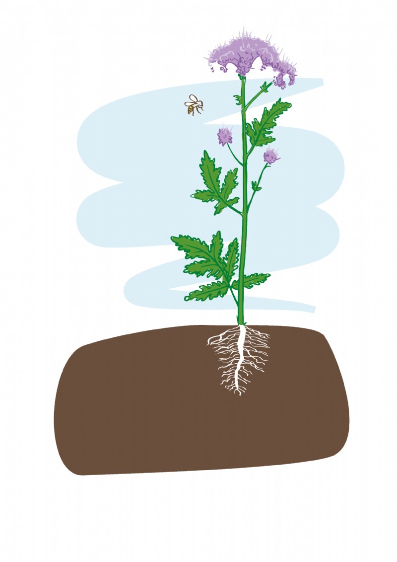 [Image: phacelia.png]